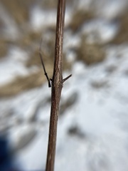 Neolasioptera truncata