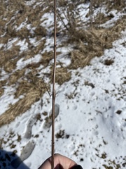 Neolasioptera truncata