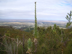 Osteospermum corymbosum