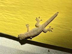 Aristelliger praesignis