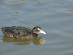 Cairina moschata domestica