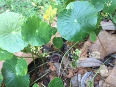 Hydrocotyle bonariensis