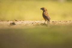 Cyanoloxia glaucocaerulea