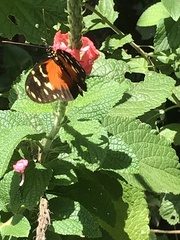 Heliconius hecale