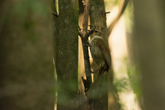 Syndactyla rufosuperciliata