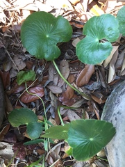 Hydrocotyle bonariensis