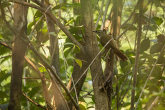 Syndactyla rufosuperciliata