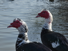 Cairina moschata domestica