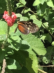 Heliconius hecale