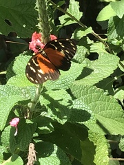 Heliconius hecale