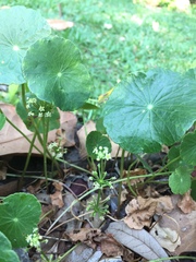 Hydrocotyle bonariensis