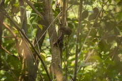 Syndactyla rufosuperciliata