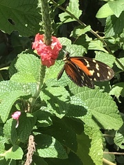 Heliconius hecale