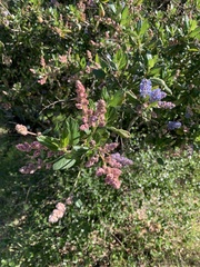 Ceanothus arboreus