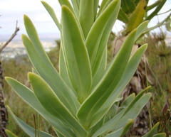 Osteospermum corymbosum