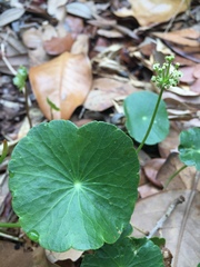 Hydrocotyle bonariensis