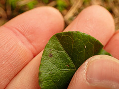 Pyrola minor