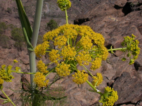 Ferula image