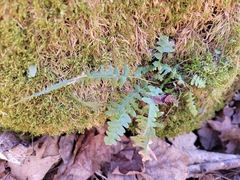 Asplenium × ebenoides