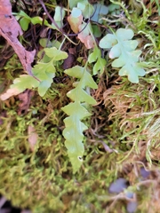 Asplenium × ebenoides