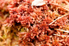 Sphagnum medium