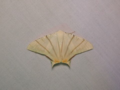 Ourapteryx marginata