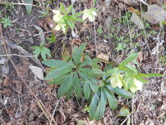Helleborus viridis viridis
