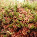 Bog Haircap Moss - Photo (c) Alexander Rumpel, some rights reserved (CC BY-NC), uploaded by Alexander Rumpel