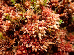 Sphagnum medium