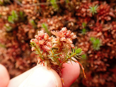 Sphagnum medium