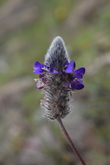Dalea sericea