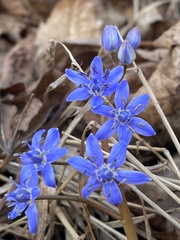 Scilla vindobonensis