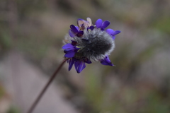 Dalea sericea