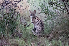 Leptailurus serval serval