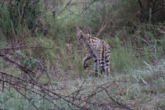 Leptailurus serval serval