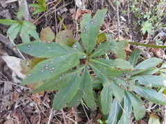 Helleborus viridis viridis
