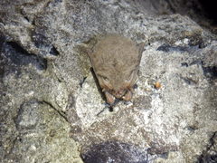 Corynorhinus mexicanus