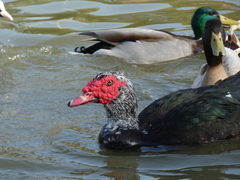 Cairina moschata domestica