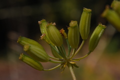 Ferulago nodosa