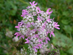 Heracleum austriacum siifolium