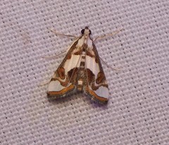 Agassiziella picalis