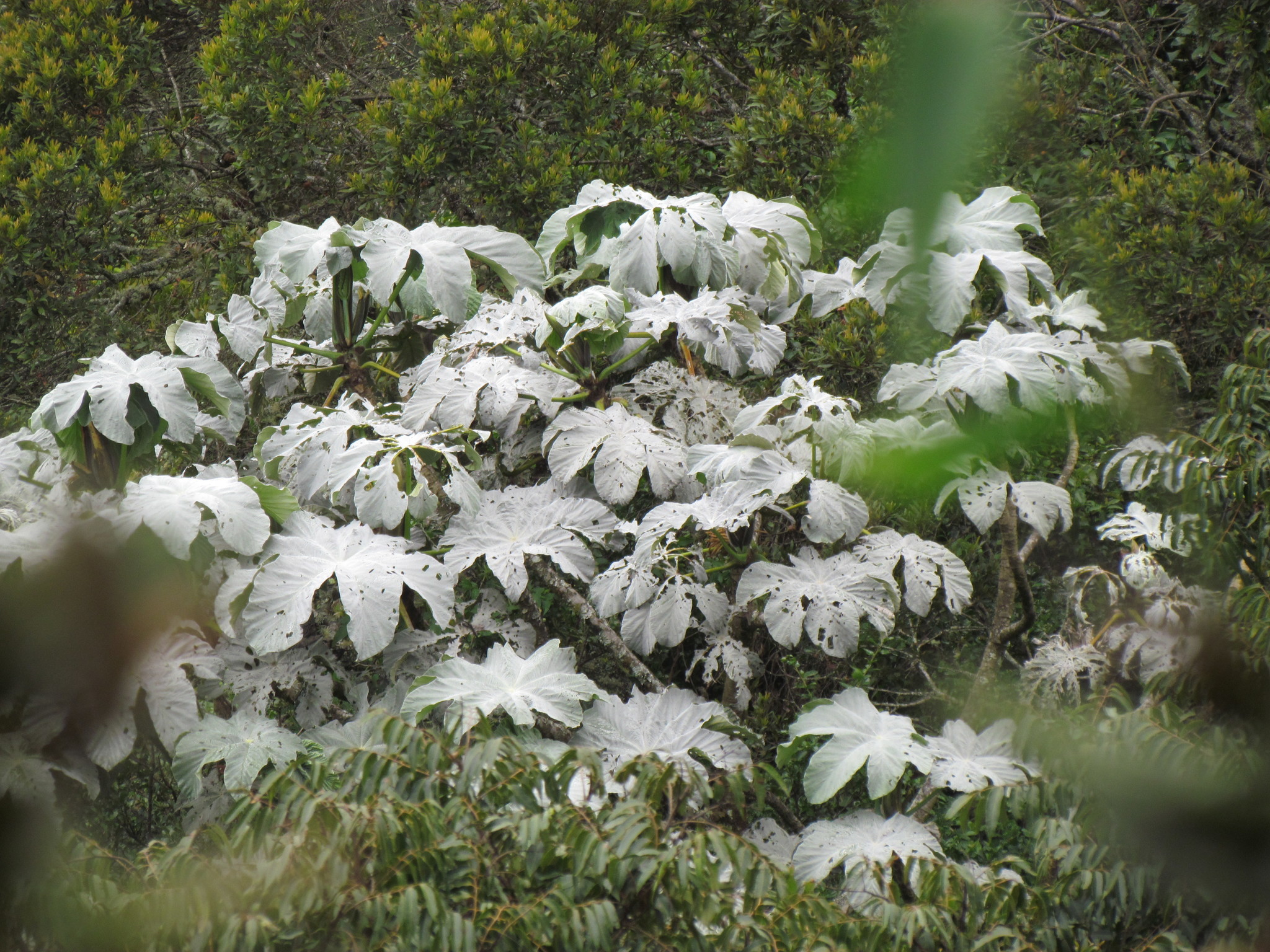 Cecropia image