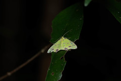 Agathia lycaenaria