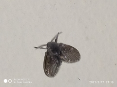 Clogmia albipunctata