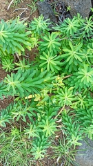 Euphorbia azorica