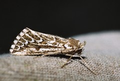 Compsoptera jourdanaria