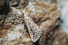 Compsoptera jourdanaria