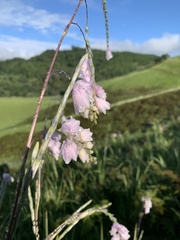 Dierama igneum