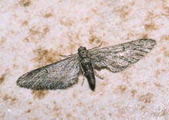 Eupithecia unedonata