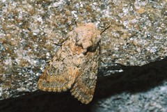 Polymixis argillaceago